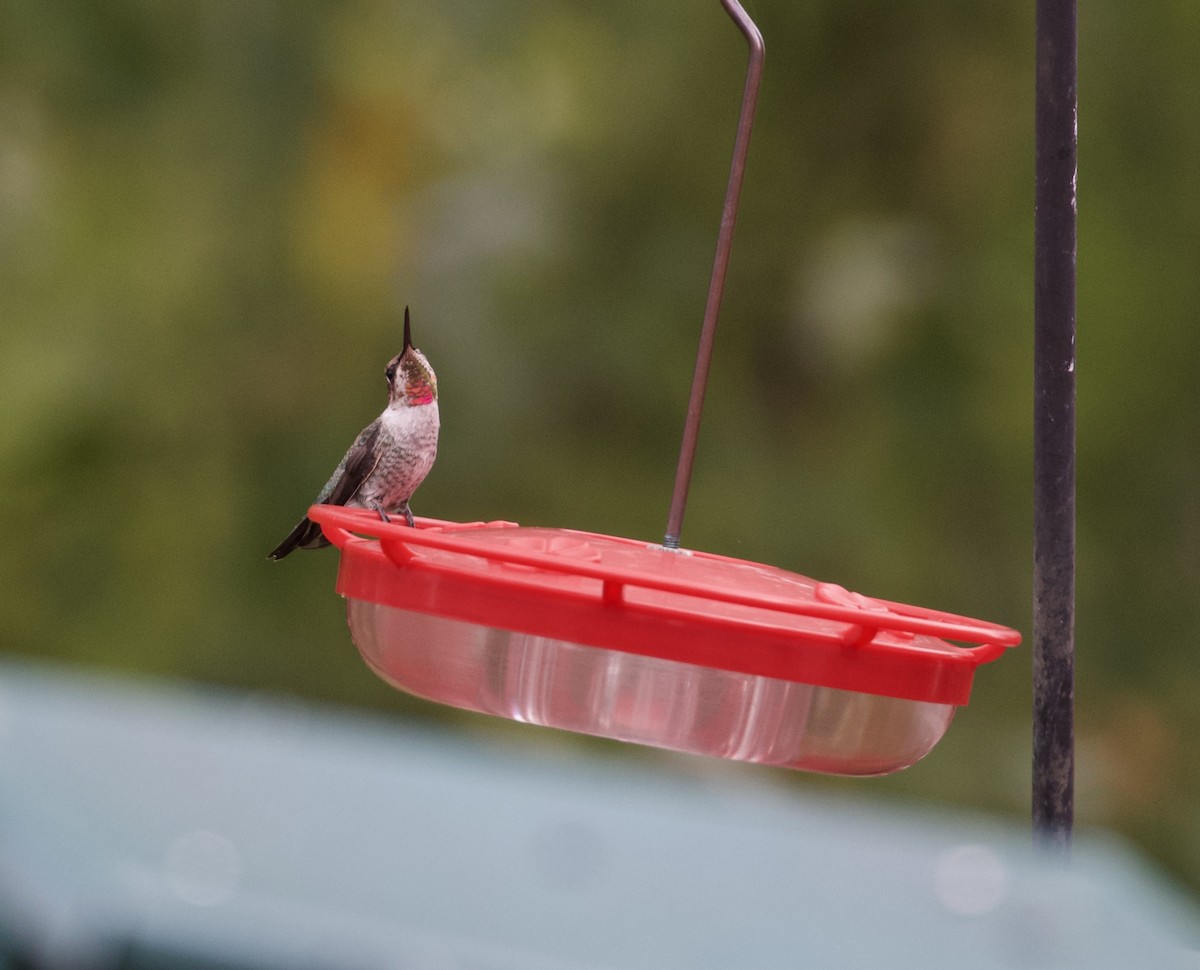 Anna's Hummingbird - ML186161221