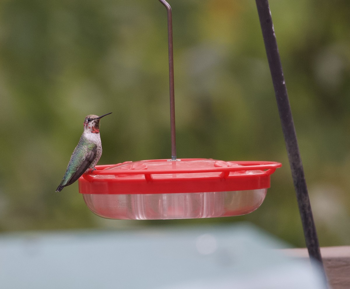 Anna's Hummingbird - ML186161241