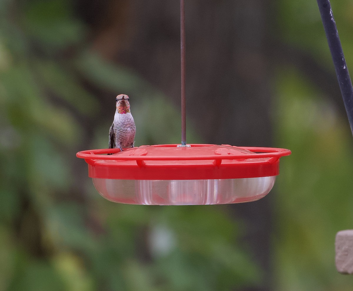 Anna's Hummingbird - ML186161251