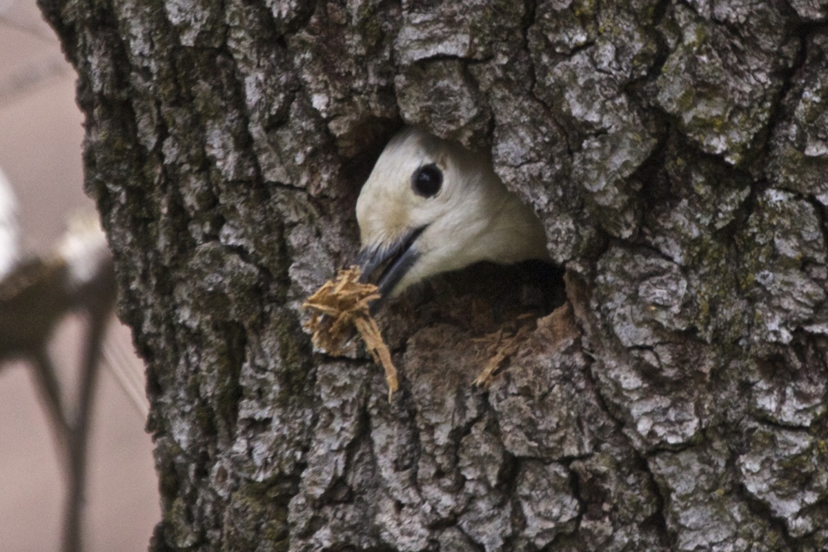 White-headed Woodpecker - Tom McIntosh