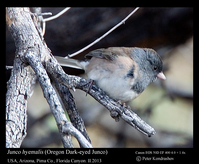 Dark-eyed Junco (Oregon) - ML186170541