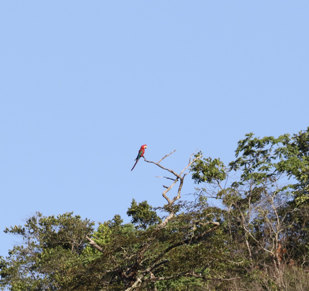 Red-and-green Macaw - ML186173471