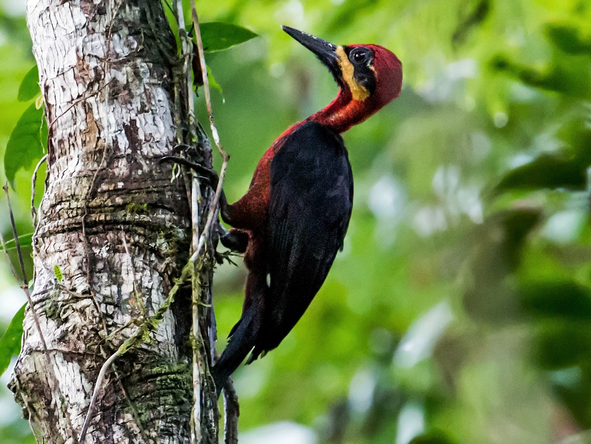 Crimson-bellied Woodpecker - Nick Athanas