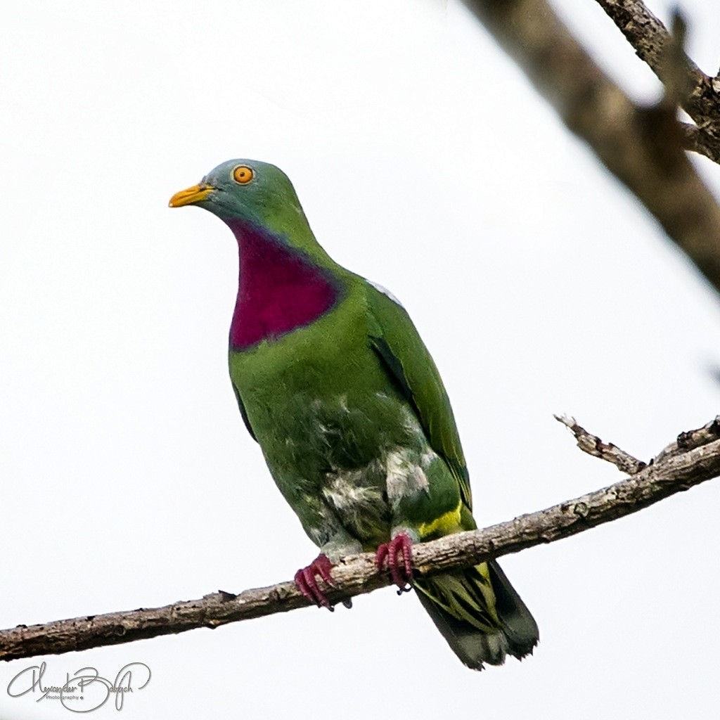 Claret-breasted Fruit-Dove - ML186176101