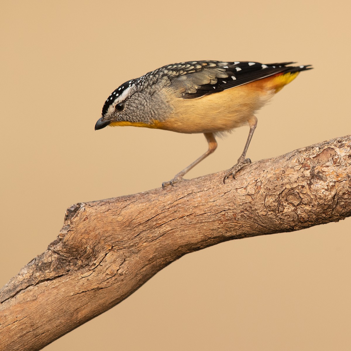 Spotted Pardalote - ML186177321