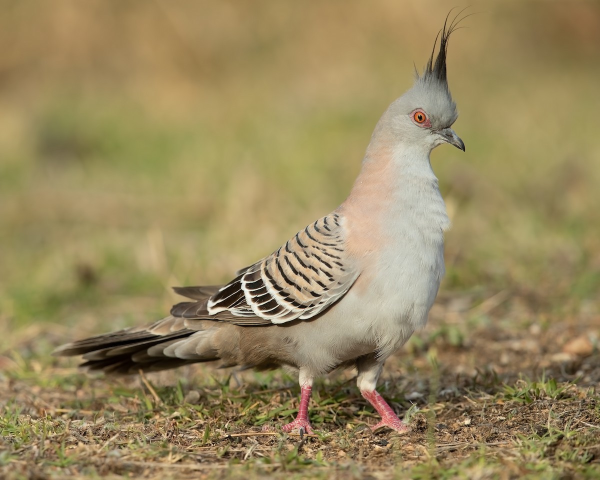 Crested Pigeon - ML186177681
