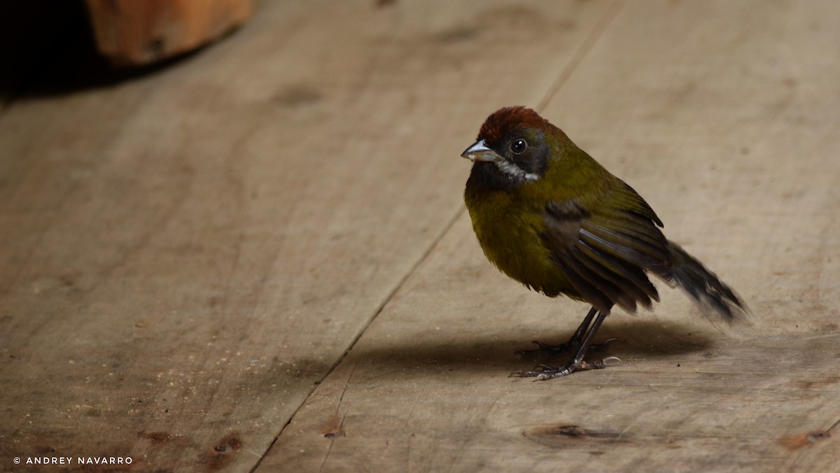 Sooty-faced Finch - ML186177821