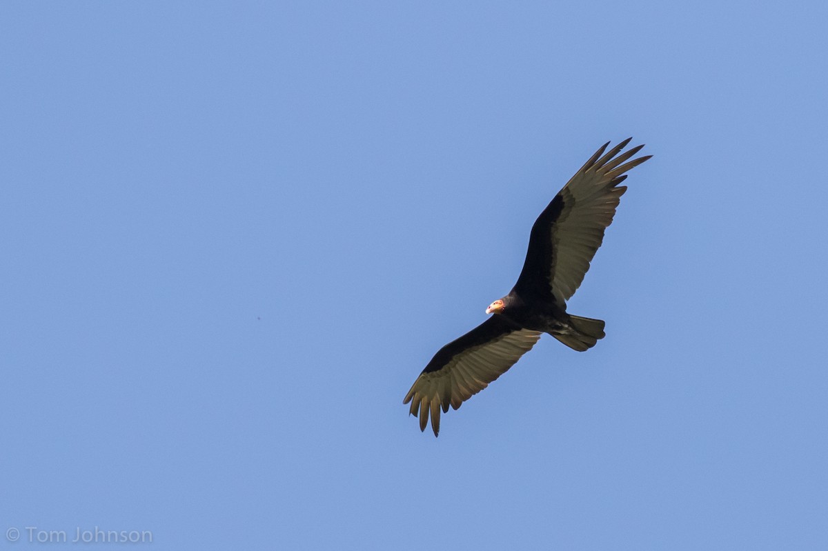 Lesser Yellow-headed Vulture - Tom Johnson