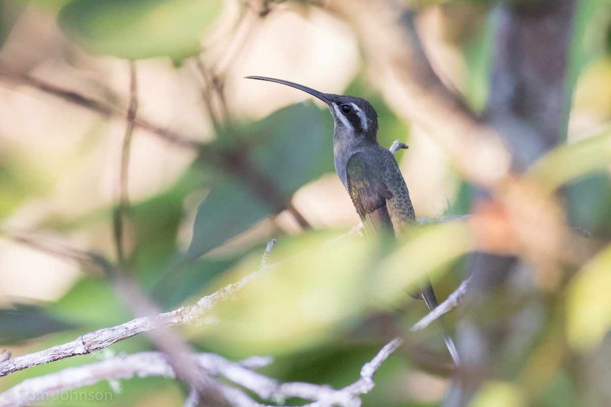 Sooty-capped Hermit - ML186180051