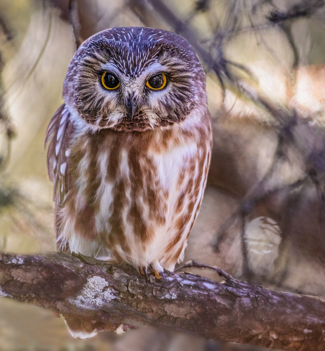 Northern Saw-whet Owl - Iris Kilpatrick
