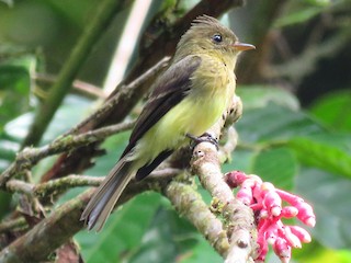  - Tufted Flycatcher (South American)