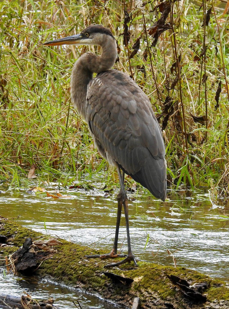 ebird-checklist-5-nov-2019-millennium-park-17-species