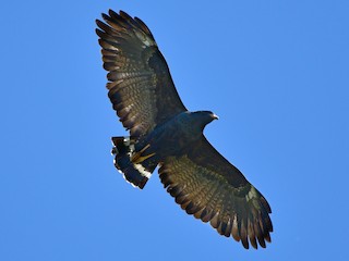  - Common Black Hawk (Common)