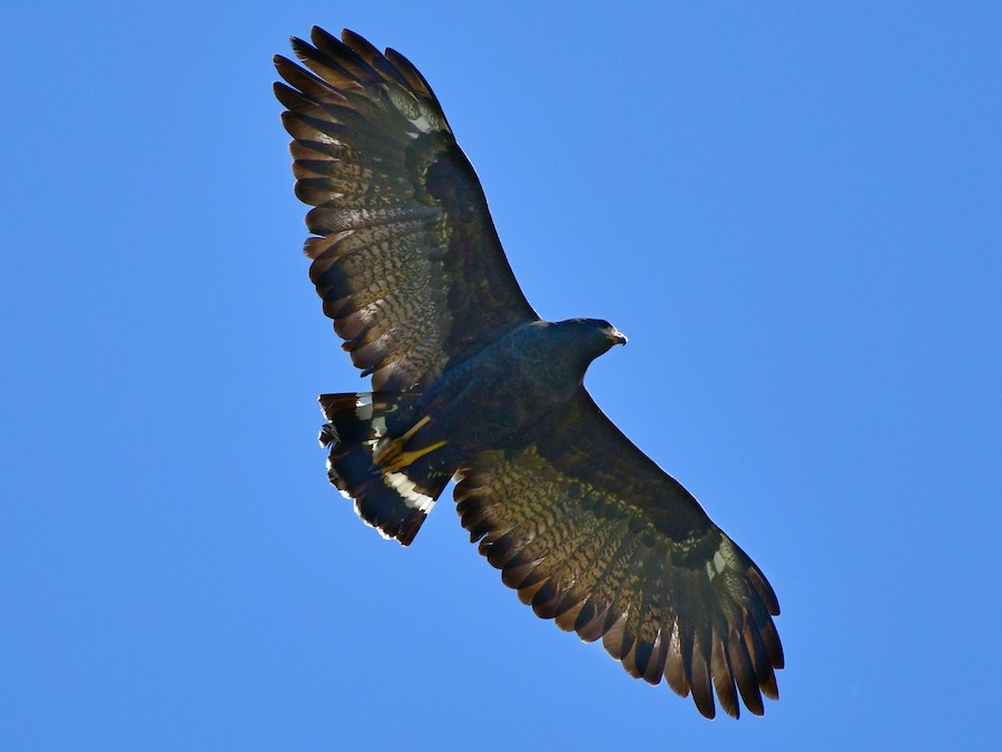 Common Black Hawk - eBird