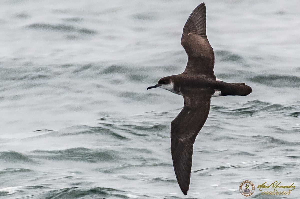 Manx Shearwater - Amed Hernández