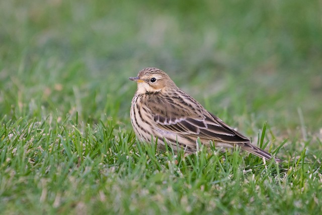 Red-throated Pipit