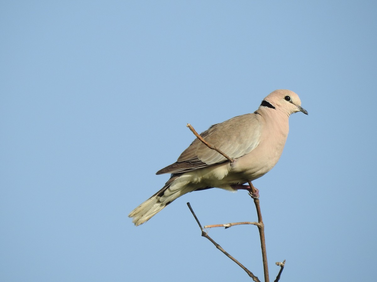 African Collared-Dove - Alex Henry