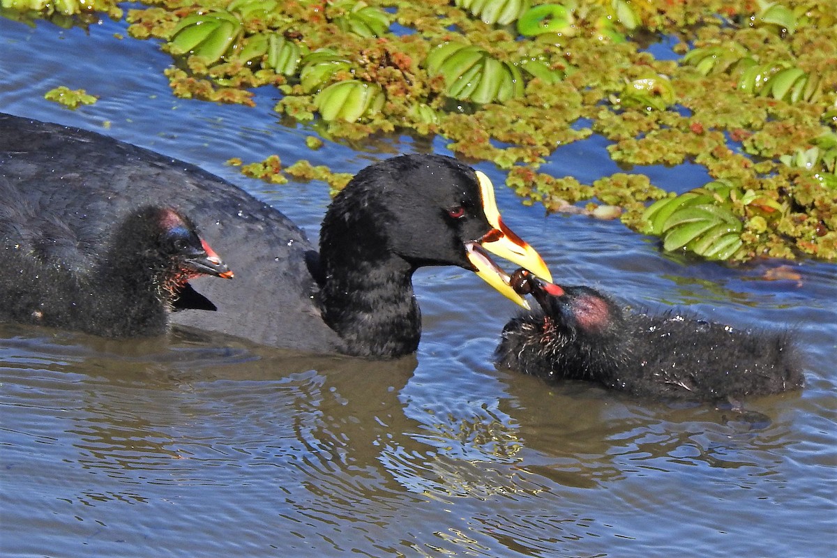 Red-gartered Coot - ML186212541