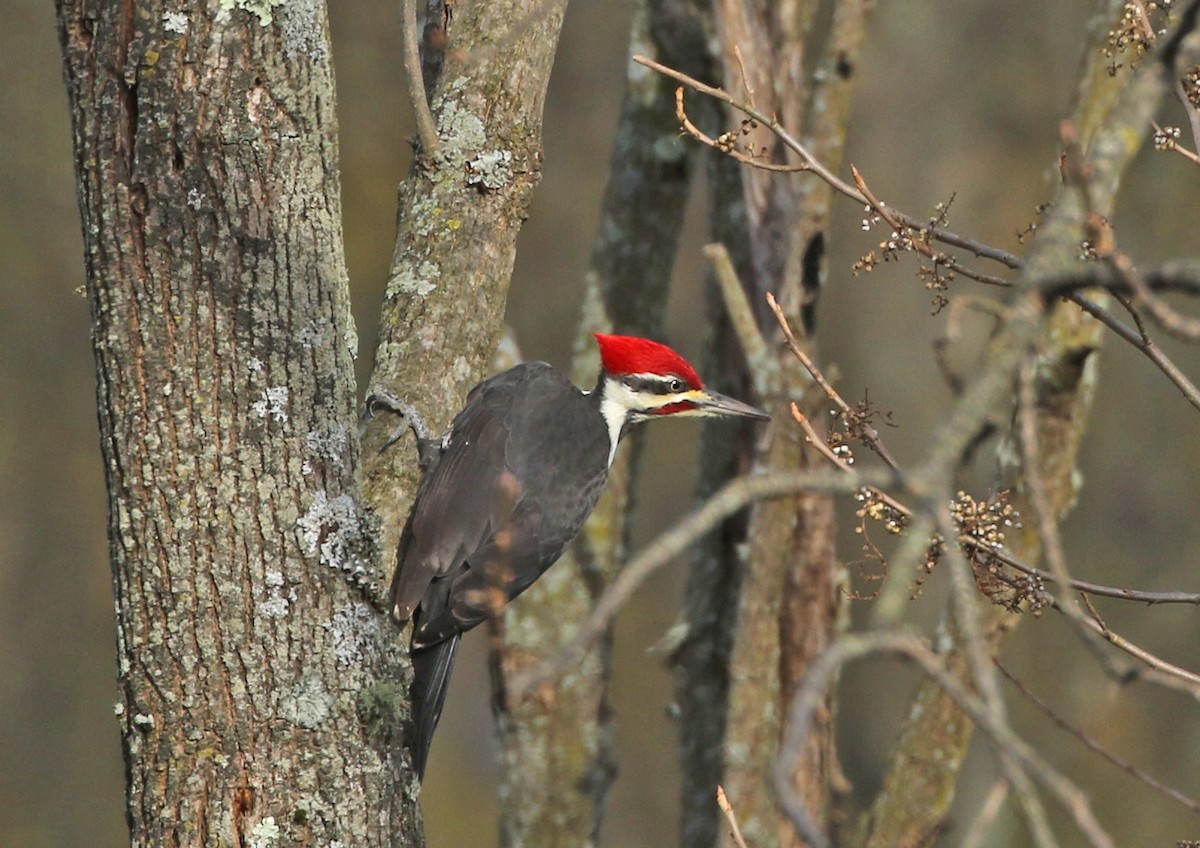 Pileated Woodpecker - ML186213161
