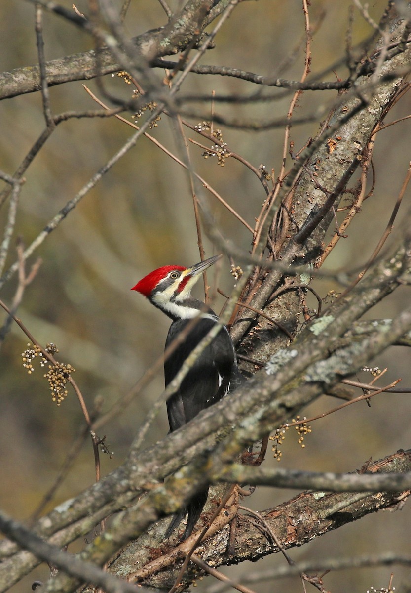 Pileated Woodpecker - ML186213181