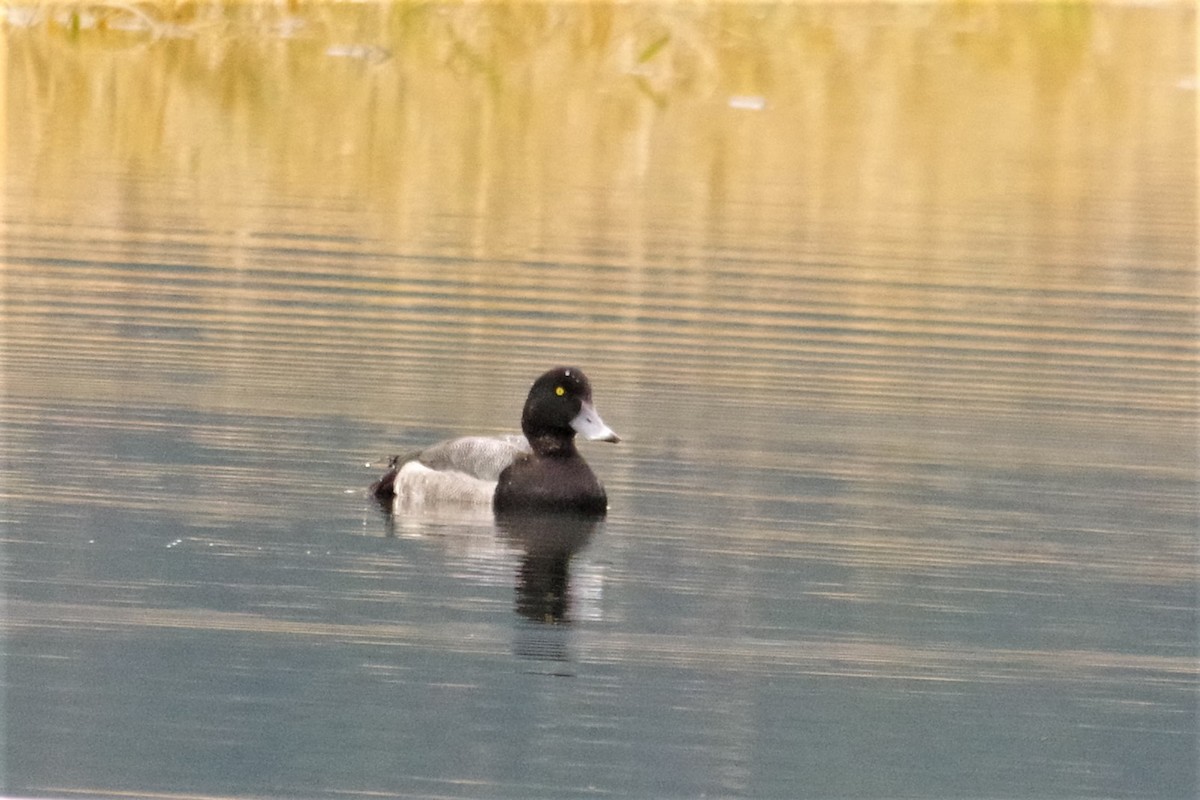 Greater Scaup - ML186215201