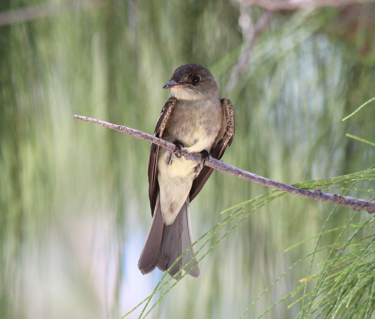 Eastern Wood-Pewee - Elby Anderson A Silva