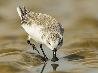  - Spoon-billed Sandpiper