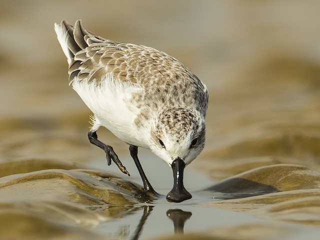  - Spoon-billed Sandpiper - 
