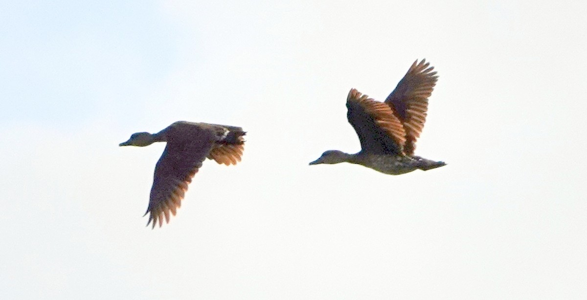 Spotted Whistling-Duck - ML186220341