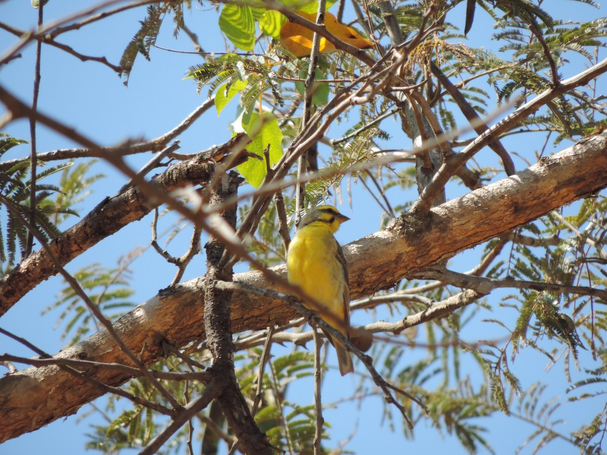 Yellow-fronted Canary - ML186223201
