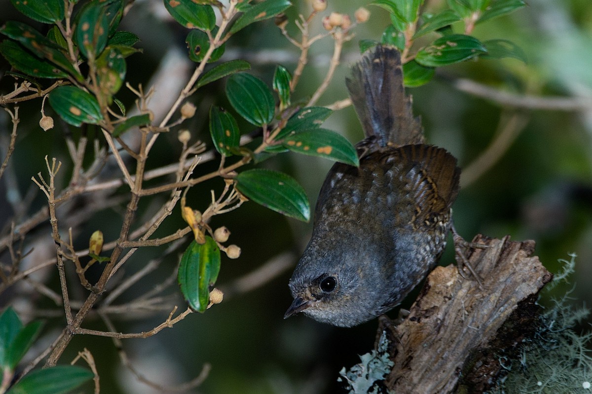 Mouse-colored Tapaculo - ML186224361