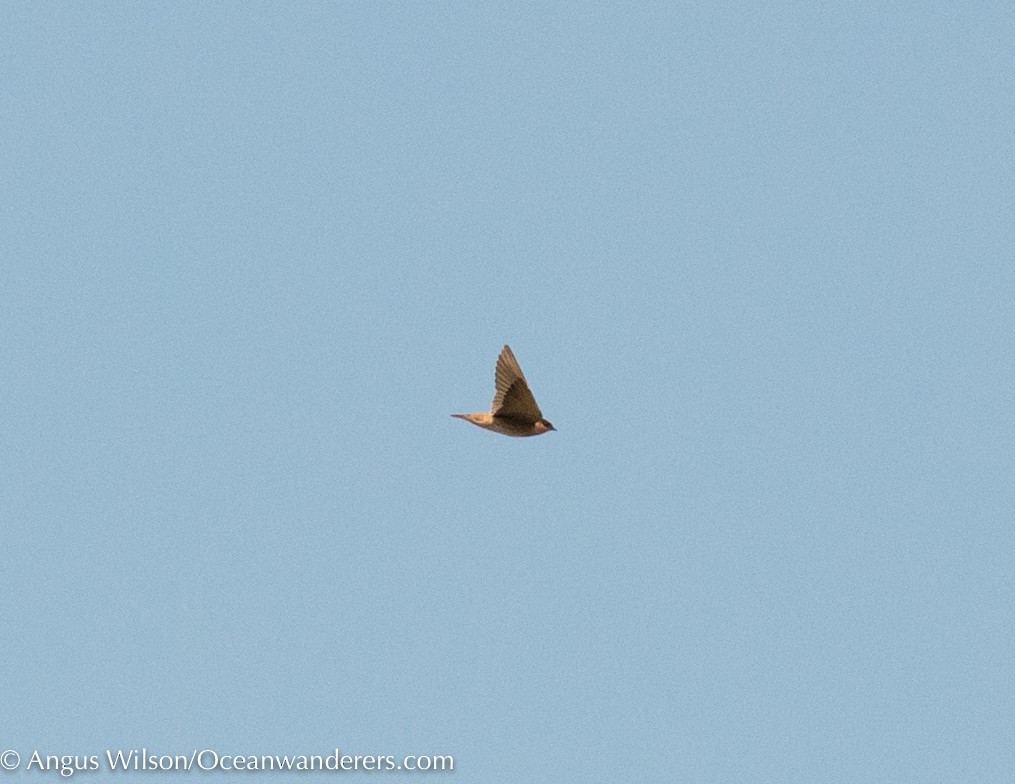 Cave Swallow - ML186229261