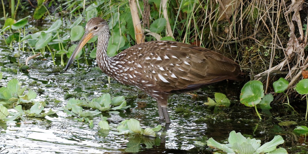 eBird Checklist - 5 Nov 2019 - FL Orlando Wetlands Park - 38 species ...