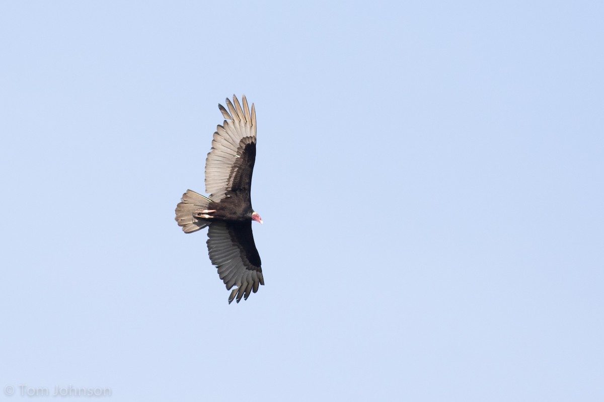 Turkey Vulture - ML186244191