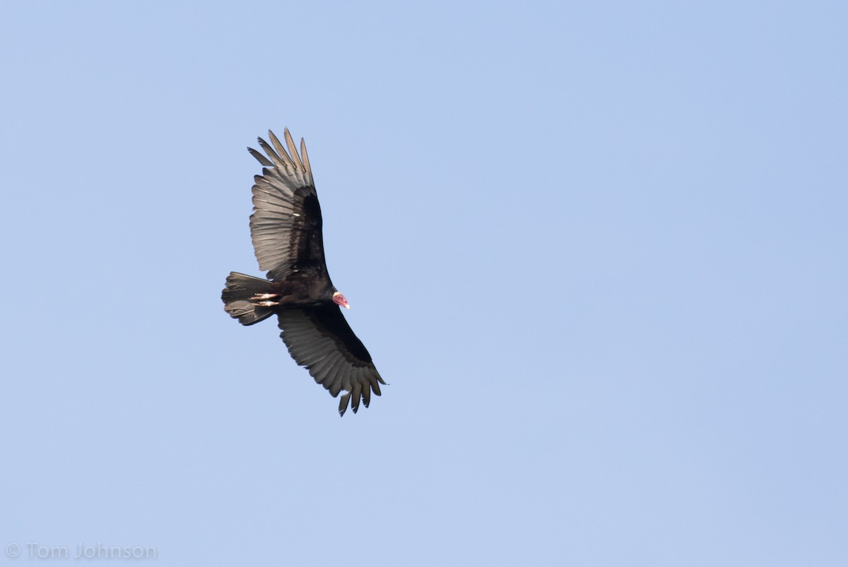 Turkey Vulture - Tom Johnson