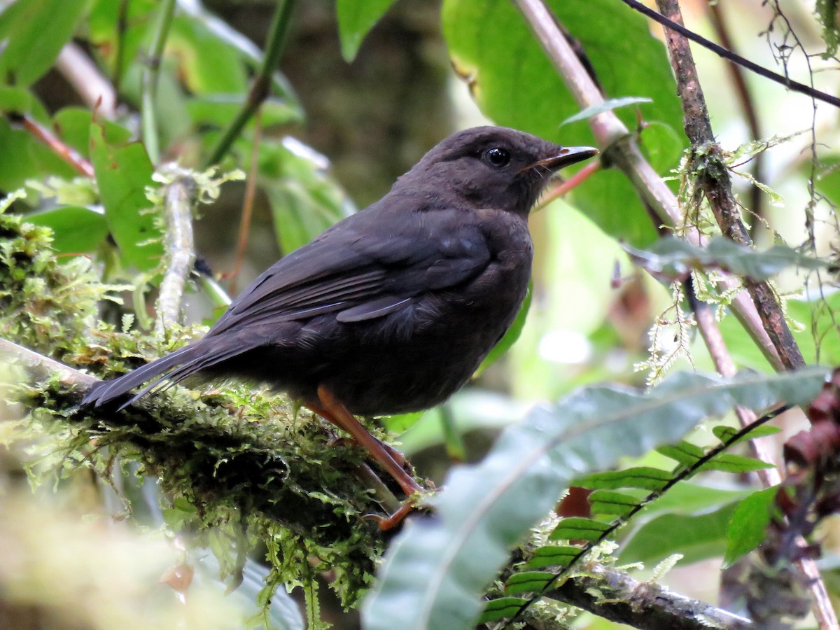 Slaty-backed Nightingale-Thrush (Slaty-backed) - Edison🦉 Ocaña