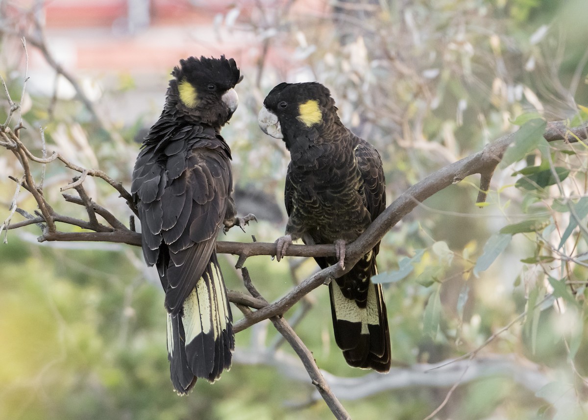 Yellow-tailed Black-Cockatoo - ML186258541