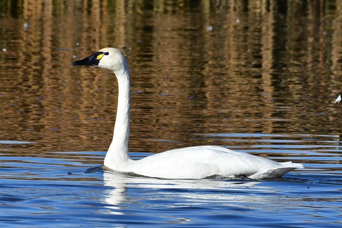 Tundra Swan (Whistling) - Sia McGown