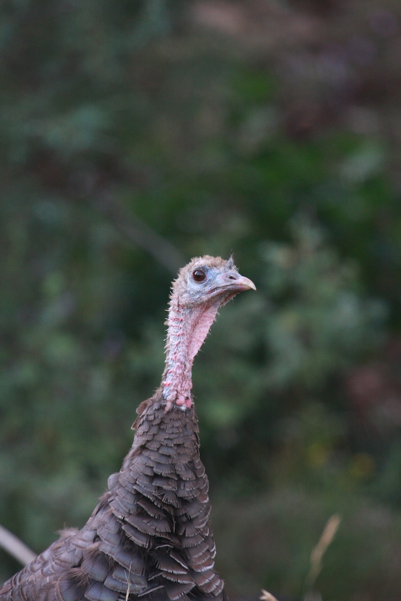 Wild Turkey - Meaghan Conway