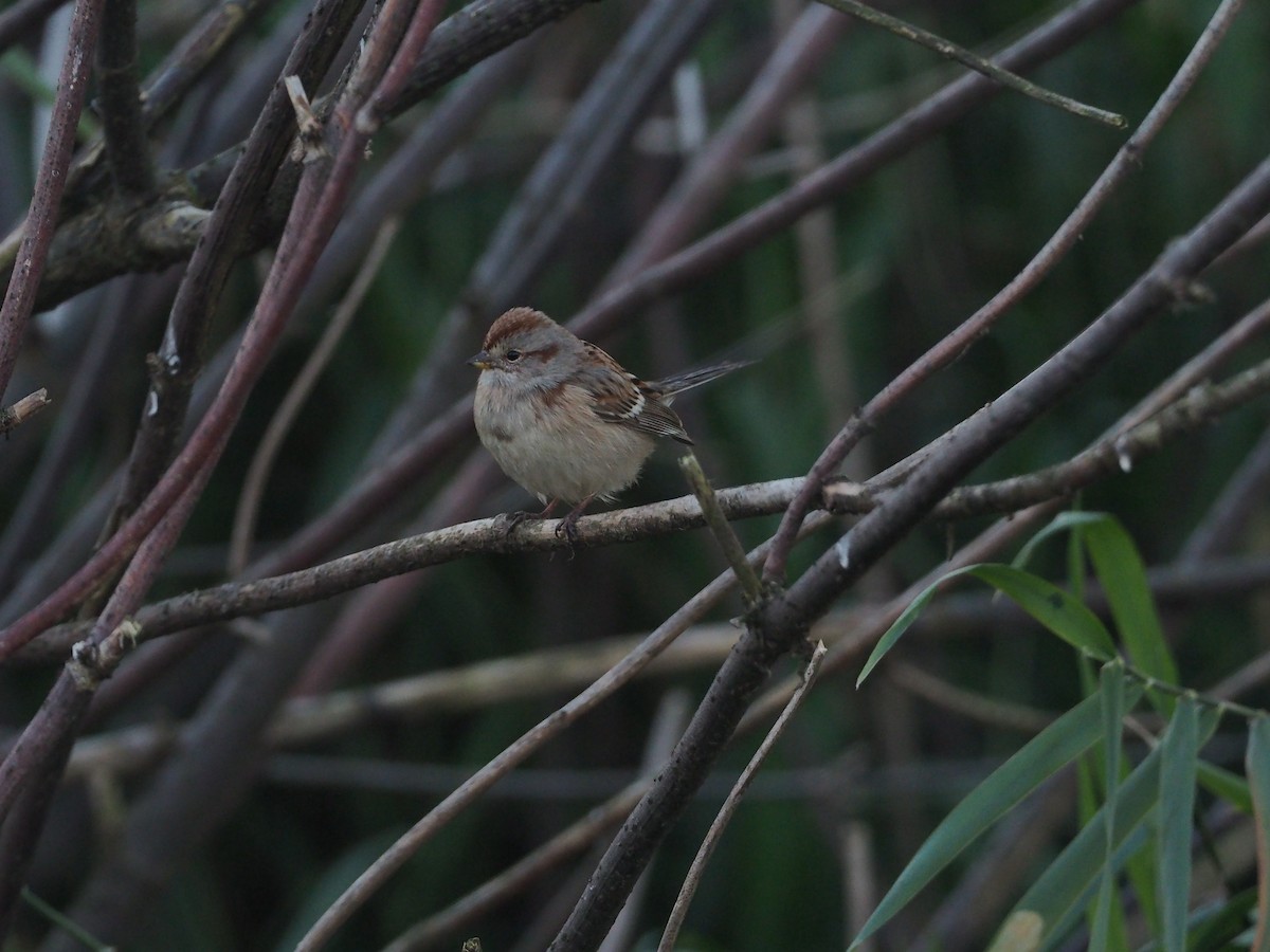 American Tree Sparrow - ML186262741