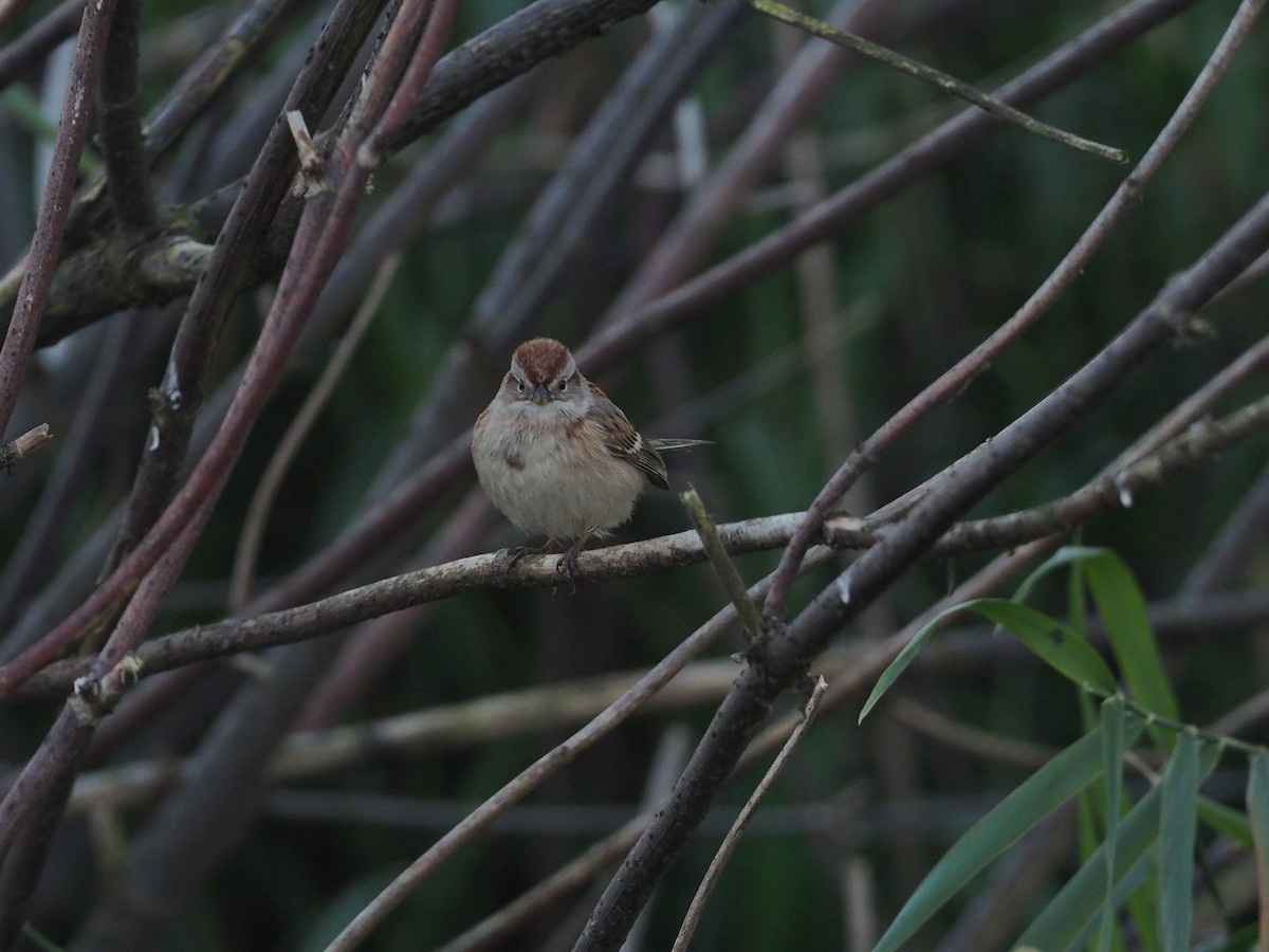 American Tree Sparrow - ML186262841