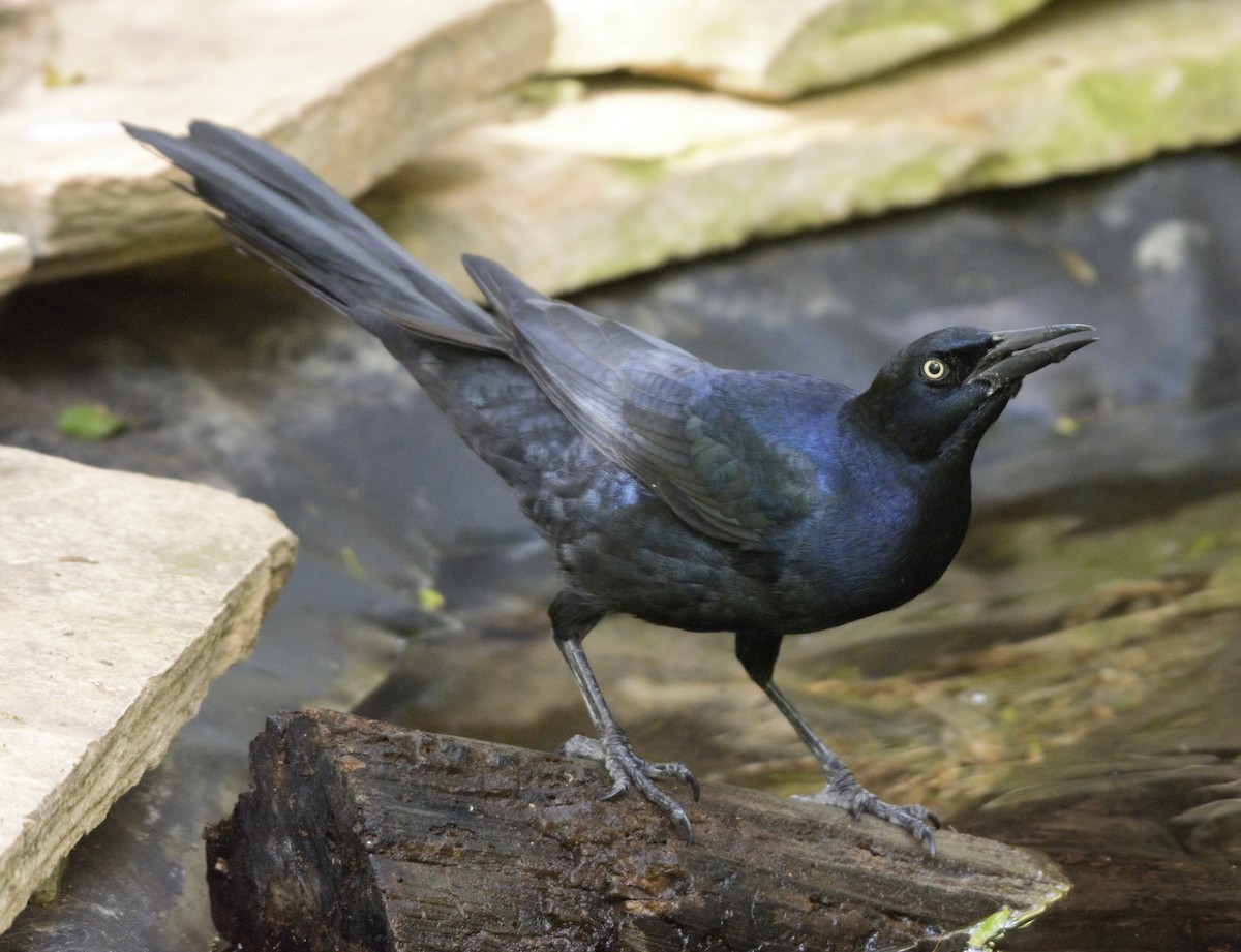 Great-tailed Grackle - ML186268621