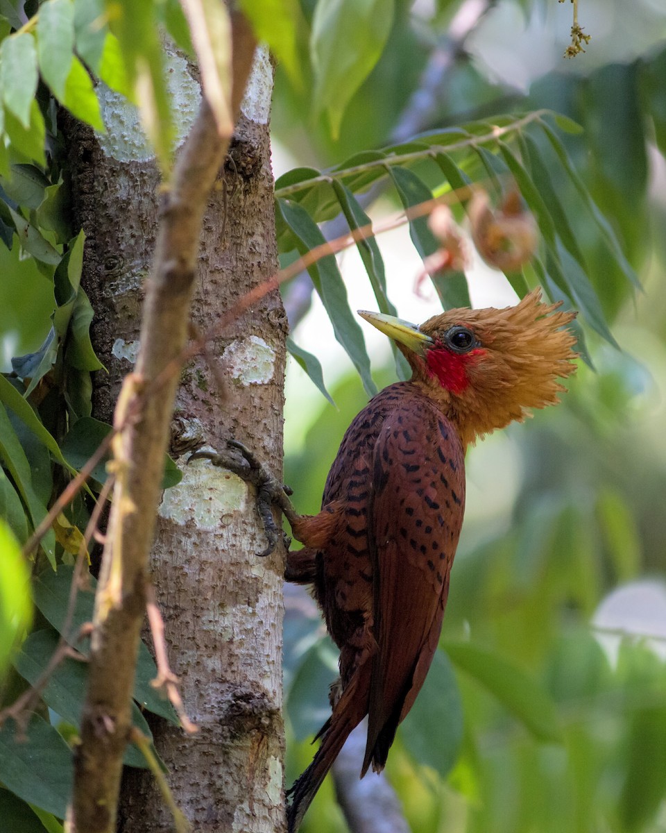 Chestnut-colored Woodpecker - ML186268861