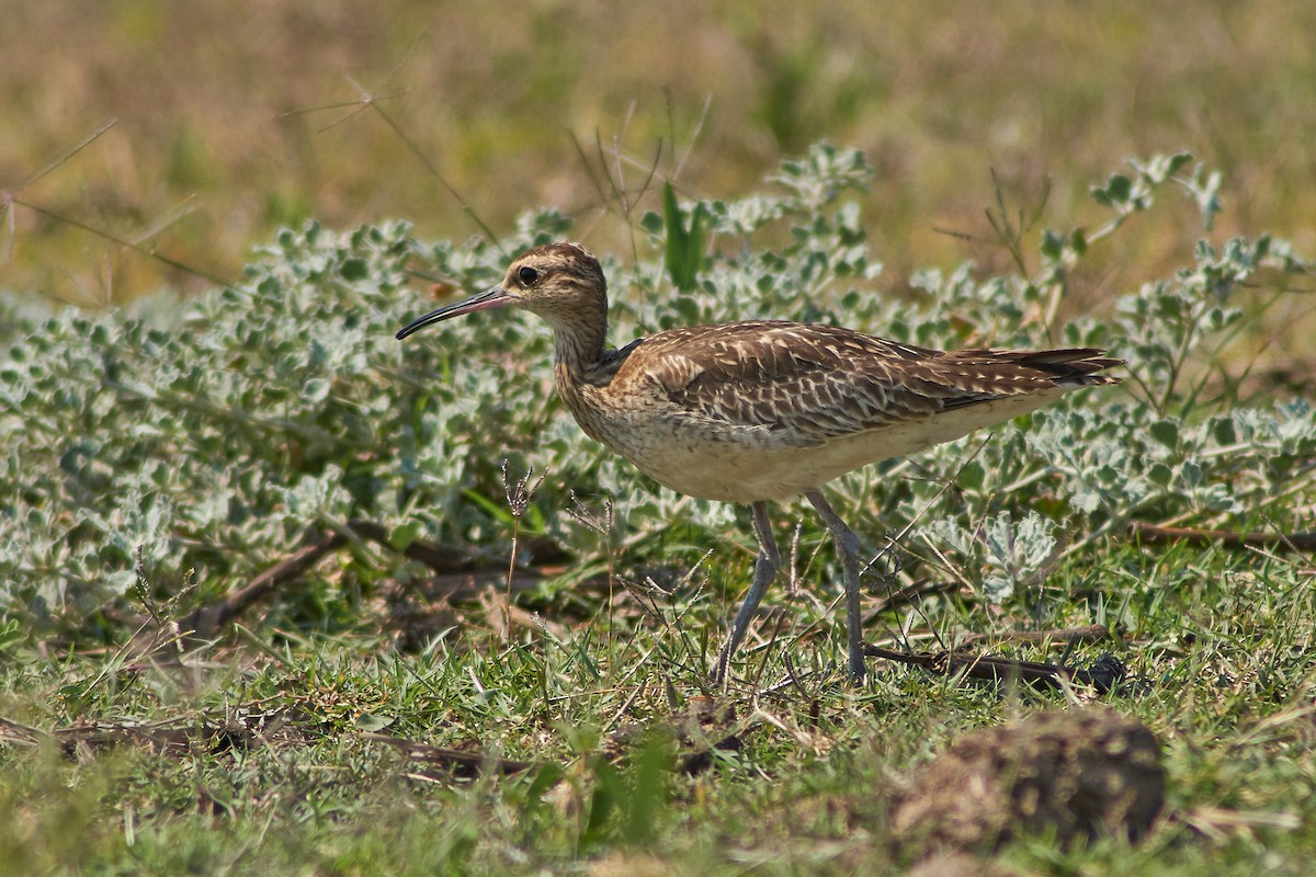 Little Curlew - ML186269231