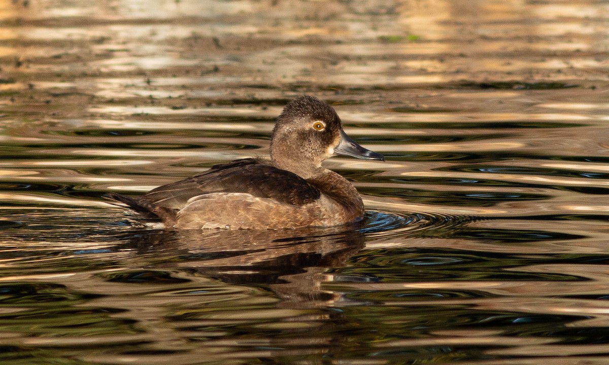 Ring-necked Duck - ML186269461