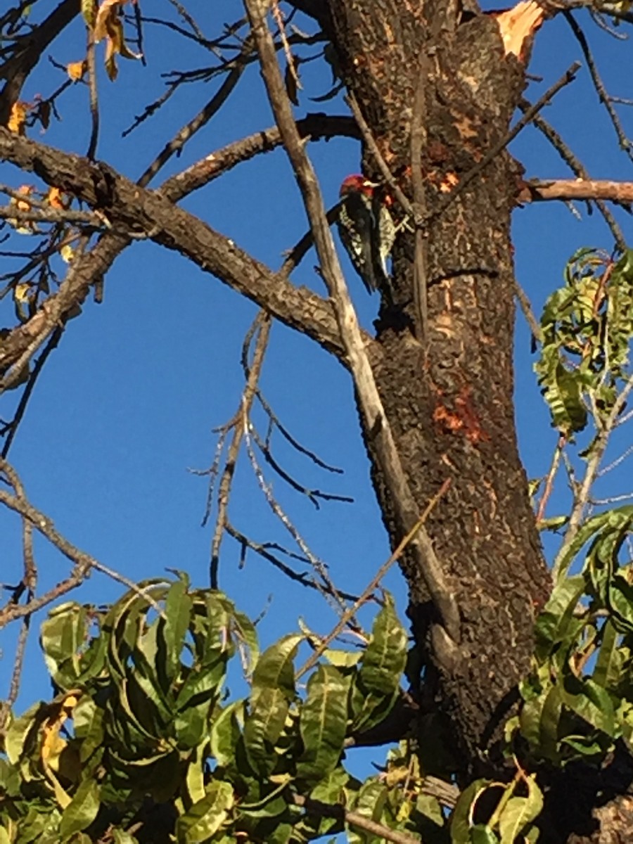 Red-breasted Sapsucker - ML186270481
