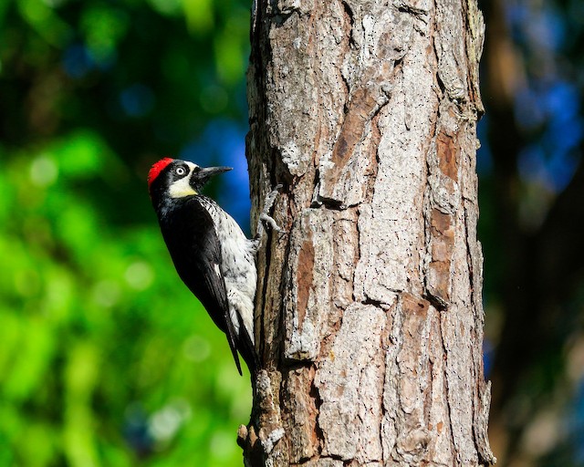 ドングリキツツキ Formicivorus グループ Ebird