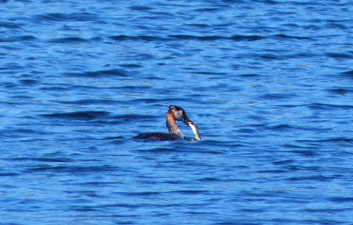 Red-necked Grebe - ML186275331
