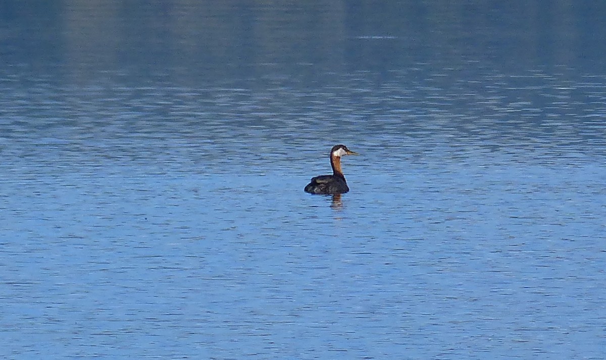 Red-necked Grebe - ML186275411
