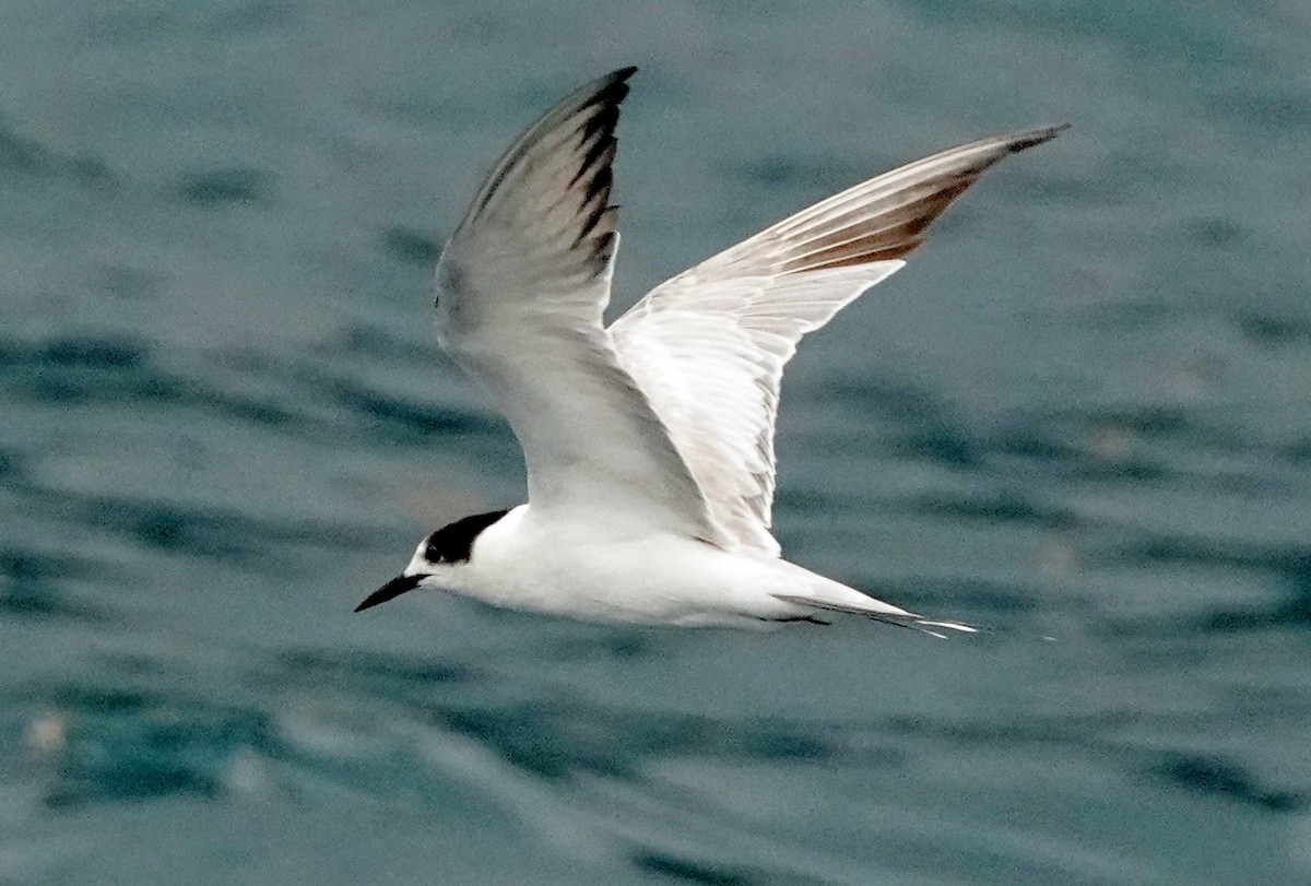 Common Tern (longipennis) - ML186276591